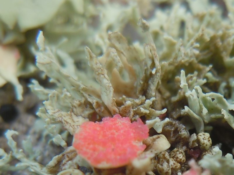 ....Funghi lichenicoli su Ramaline?